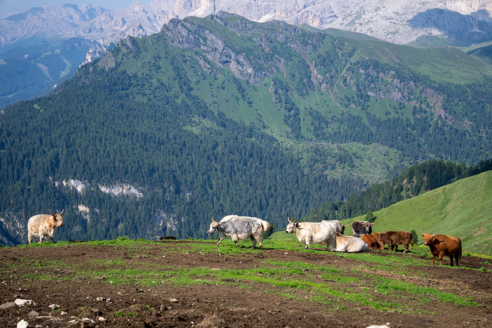 Breakfast with a yak view